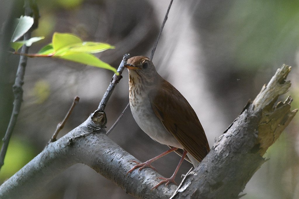 Thrush, Veery, 2017-05176497 Parker River NWR, MA.JPG - Veery. Parker River National Wildlife Refuge, MA, 5-17-2017